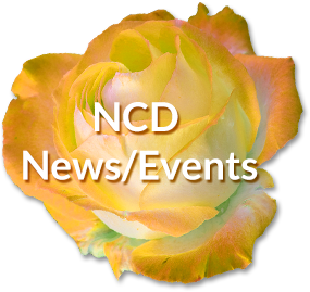 NCD News & Events