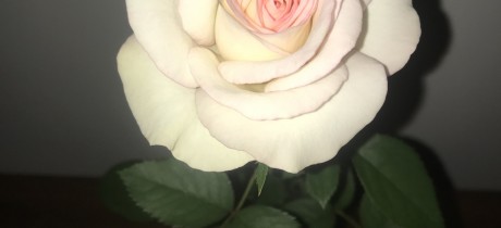Moonstone, Queen of Greater Milwaukee Rose Society's Virtual Rose Show, exhibited by Jim & Kaye Wessbecher