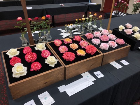 American rose boxes are displayed for judging at the 2019 North Central District Rose Show 